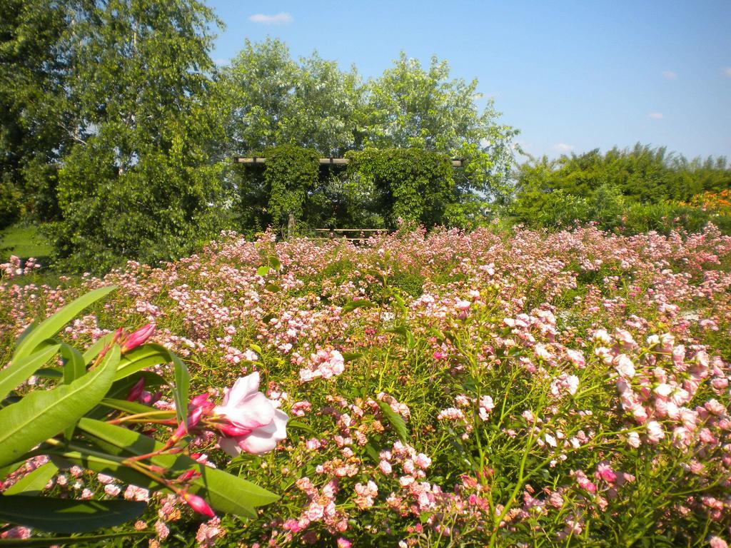 Agriturismo Il Magicorto Cassola Exteriér fotografie