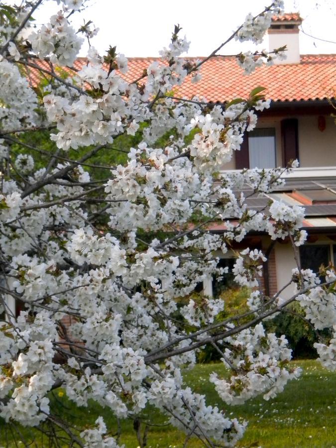 Agriturismo Il Magicorto Cassola Exteriér fotografie